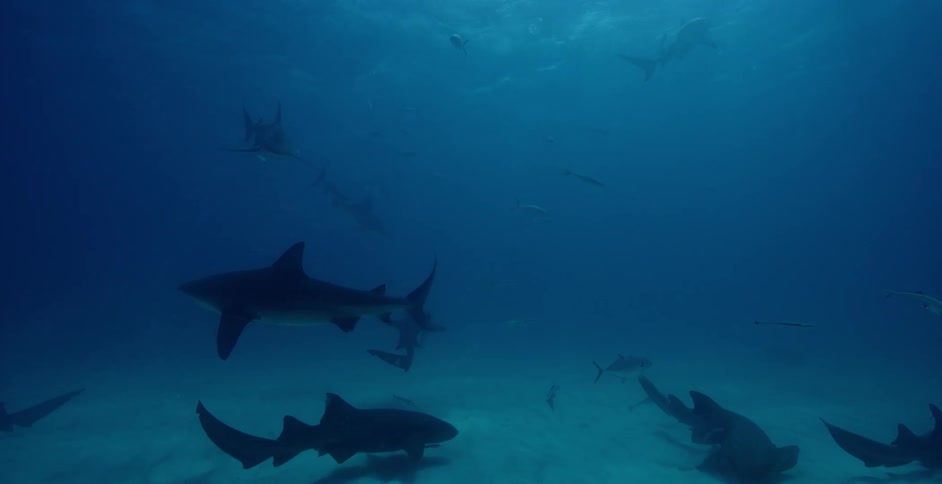 The dark water is full of sea life