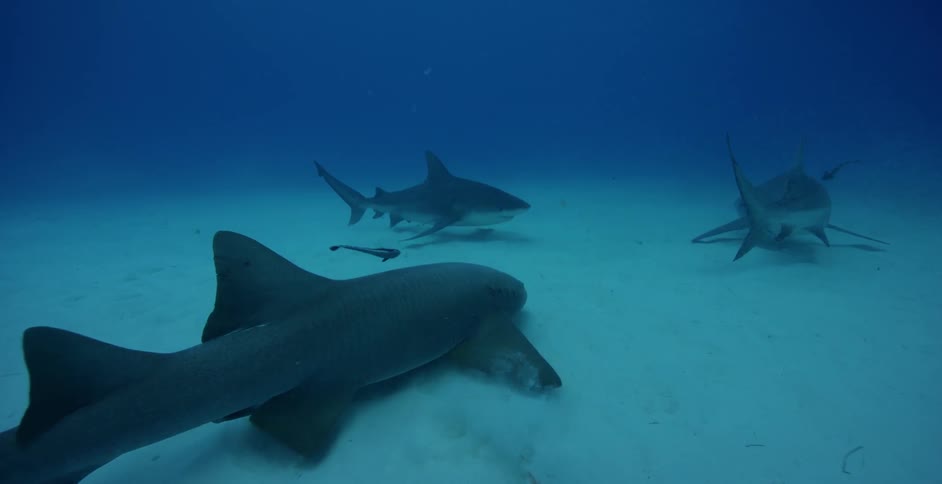 Sharks swim at the bottom of the ocean
