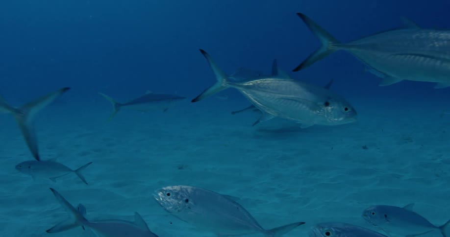 Fish swim around a shark in the ocean