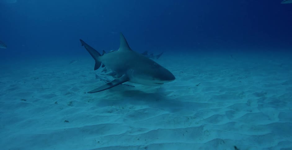 Fish follow a shark as it swims over the ocean floor