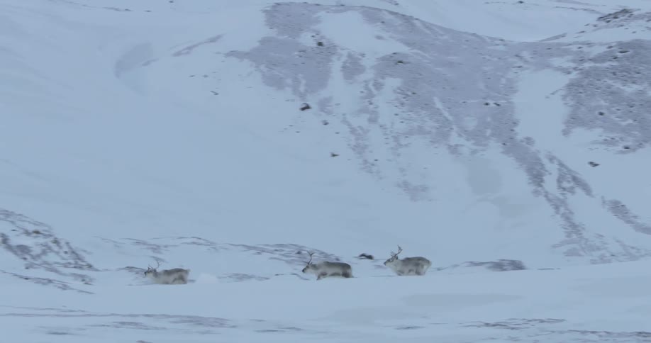 Reindeer walk then run along a rocky snow covered trail