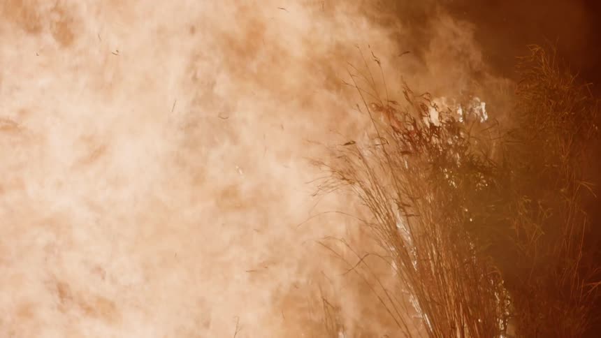 Smoke billows from the burning bushes