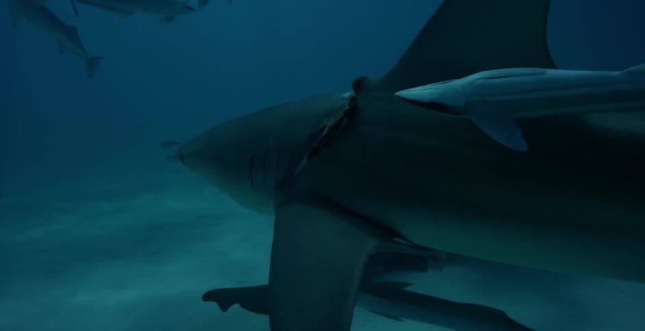 The shark swims fast as a diver is pulled along