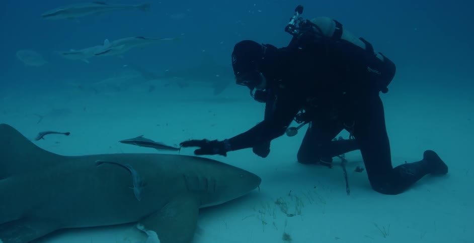 Diver petting a shark as others swim around
