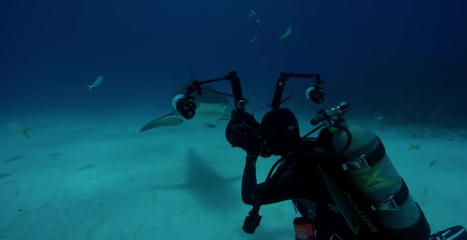 Diver films sea life near the ocean floor