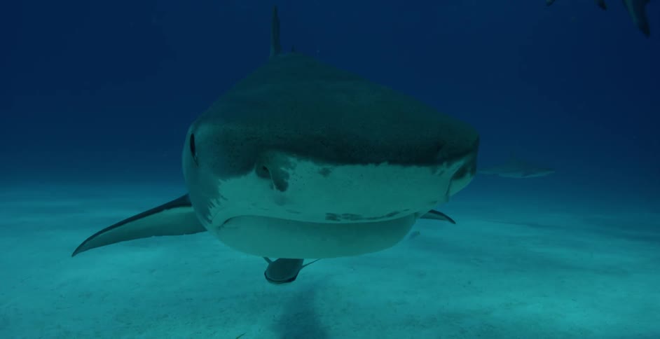 A shark swims near the ocean floor