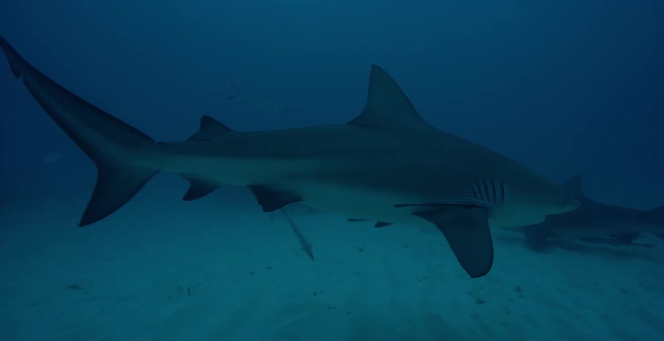 Sharks are circling near the ocean floor in daylight