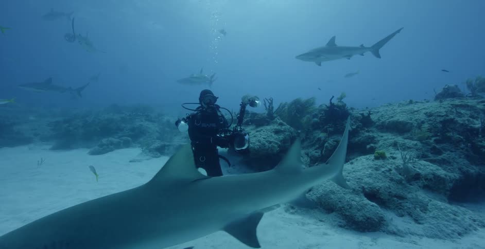 Diver films sea life on the ocean floor near coral reef