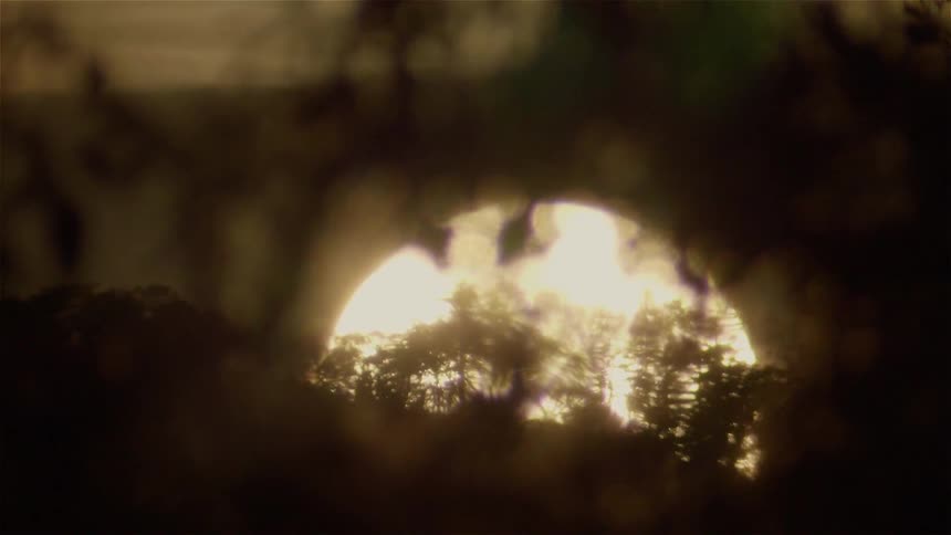 Leaves on trees blow in the wind in front of the sun
