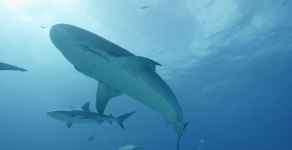 Sharks swimming just below the surface