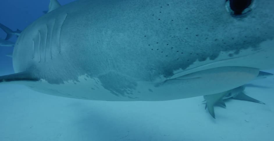 Sharks swim near the ocean floor