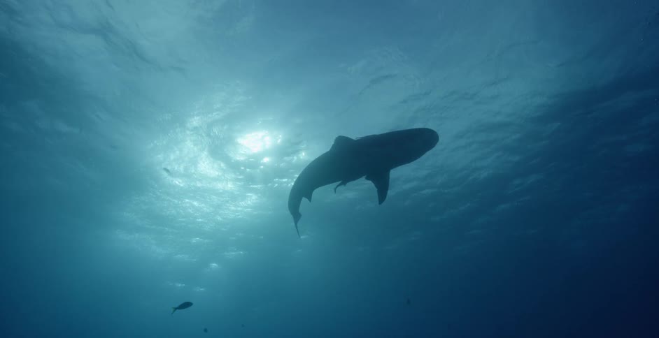 Shark swims near the ocean's surface