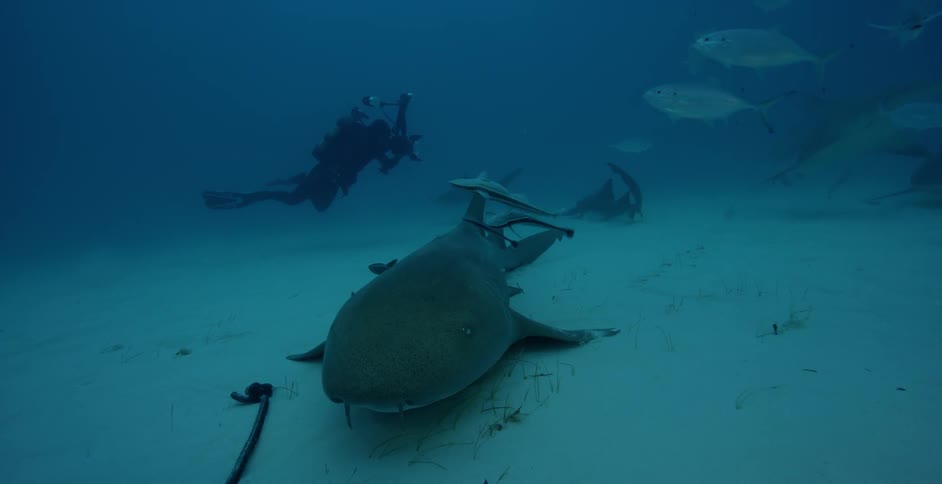 Underwater diver films sea life on the ocean floor