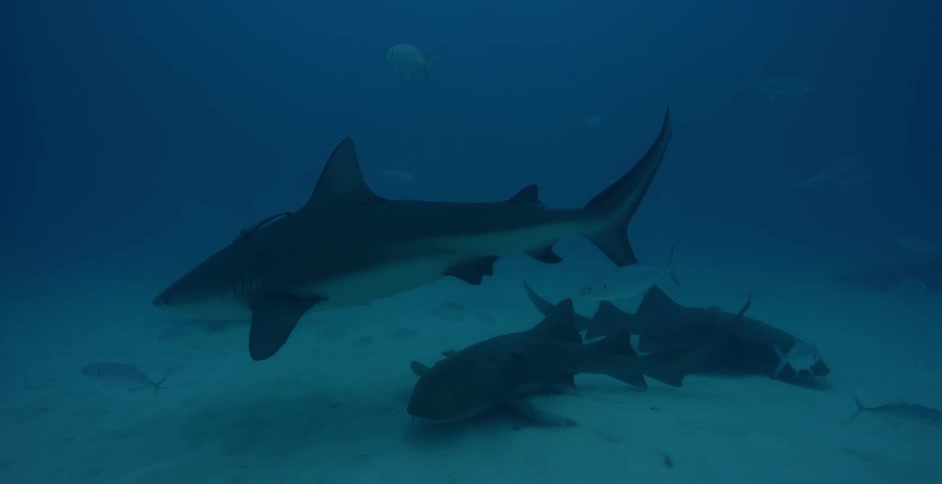 Sharks swim along the bottom of the water together