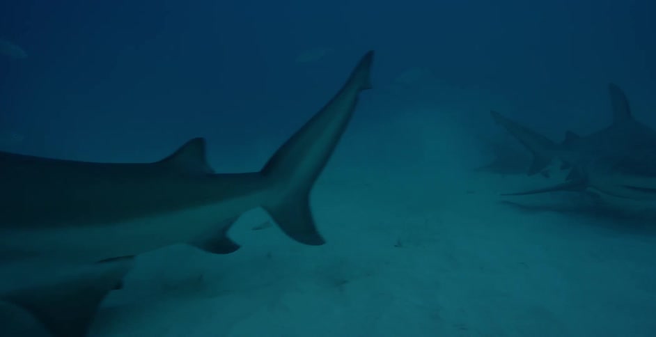 Shark swims near the ocean floor with fish swimming next to it