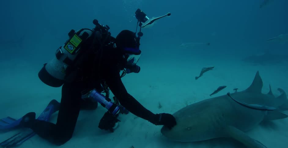 Underwater diver pets a shark on the ocean floor