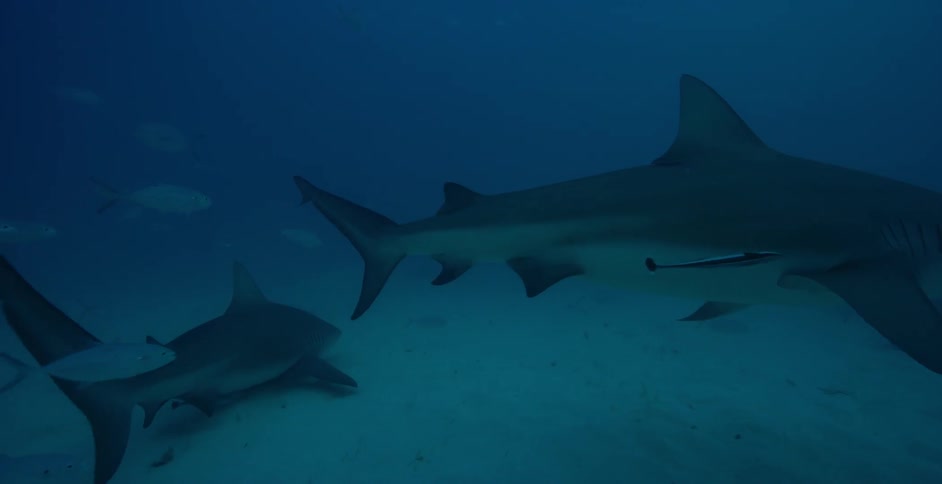 Sharks swim in the ocean near smaller fish