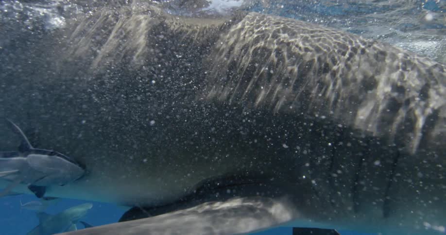 Sharks swim in the ocean