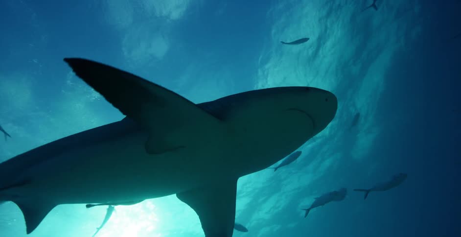The large shark swims fast spreading the fish in all directions