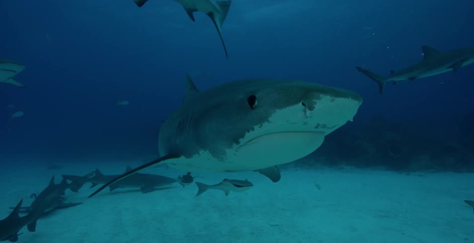 Sharks swim near the ocean floor