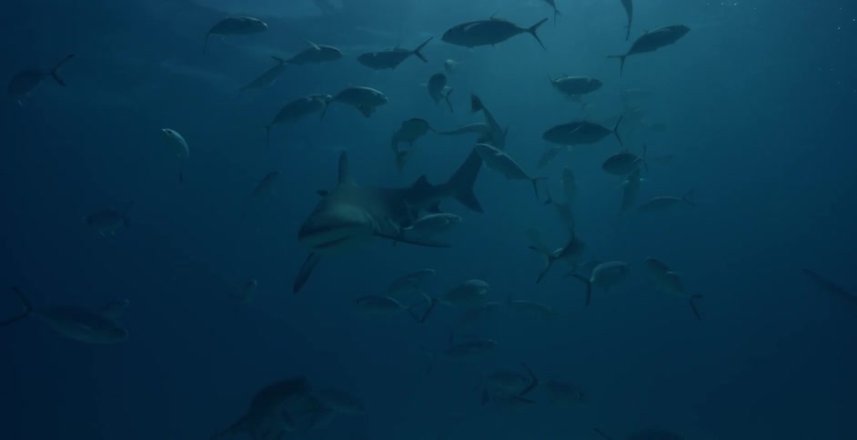Sharks and many small fish swim in the ocean