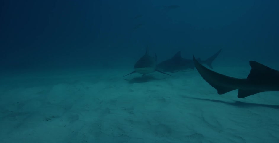 Sharks swim near the ocean floor