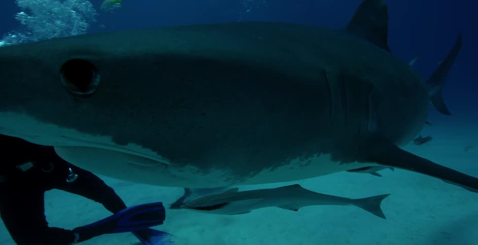 A scuba diver reaches out and pets a passing shark