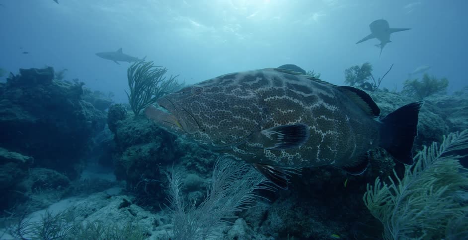 Sea life swims by coral reef