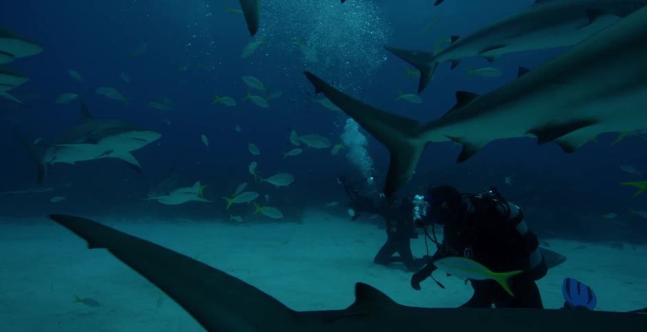The scuba divers stay low to the sand to film the sharks and fish
