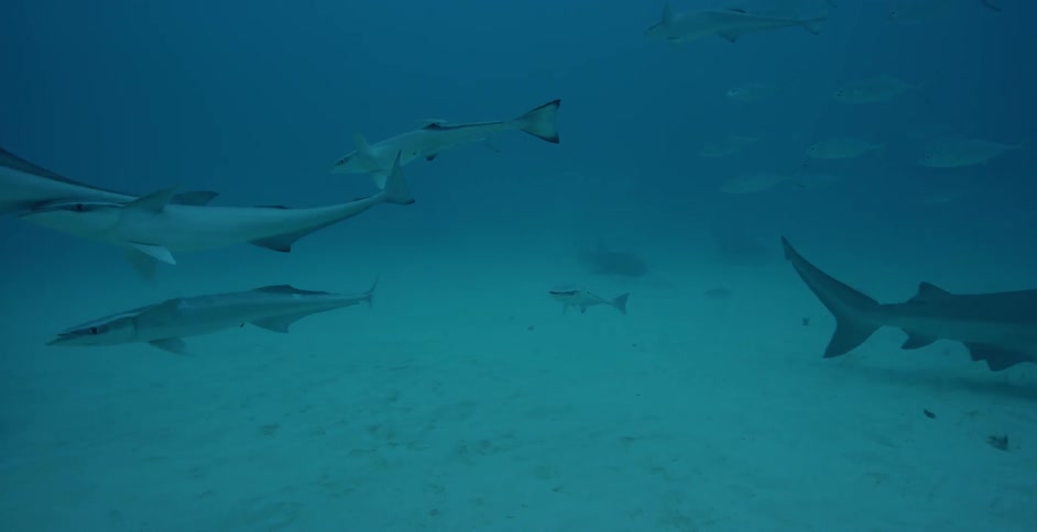 Sharks and fish swim at the bottom of the ocean