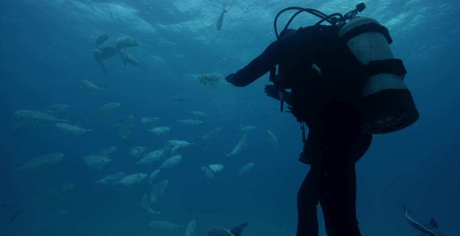 A diver swims with sharks and fish in the ocean