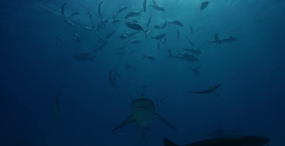 Large school of fish swimming in the ocean