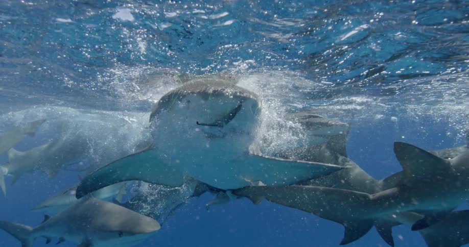 Sharks swim near the ocean surface on a sunny day