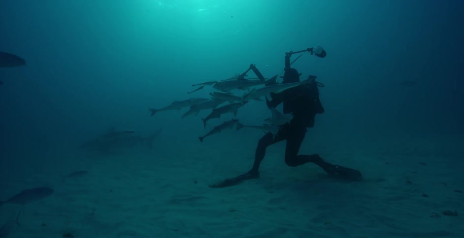 A diver swims with sharks and fish in the ocean