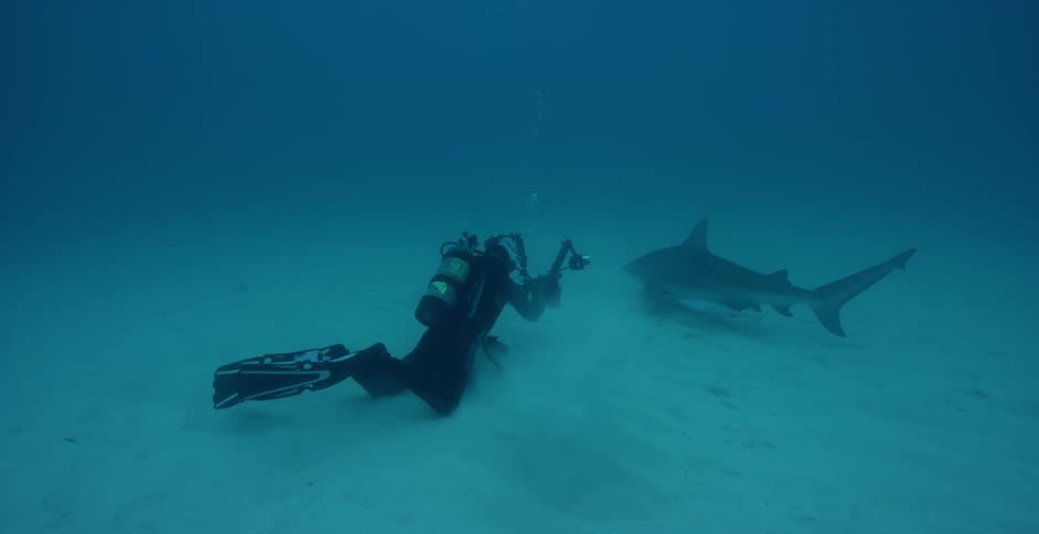 A scuba diver takes a photograph of a shark and the flash on the camera goes off