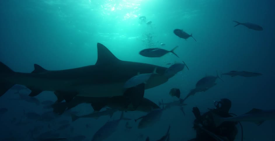 Sharks other fish and a diver swimming in some dark waters