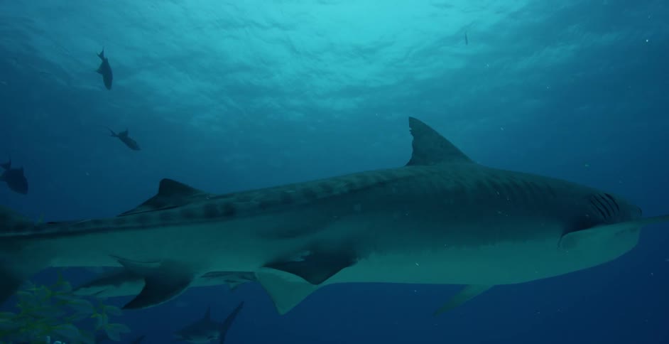 Shark swims in the ocean near small fish