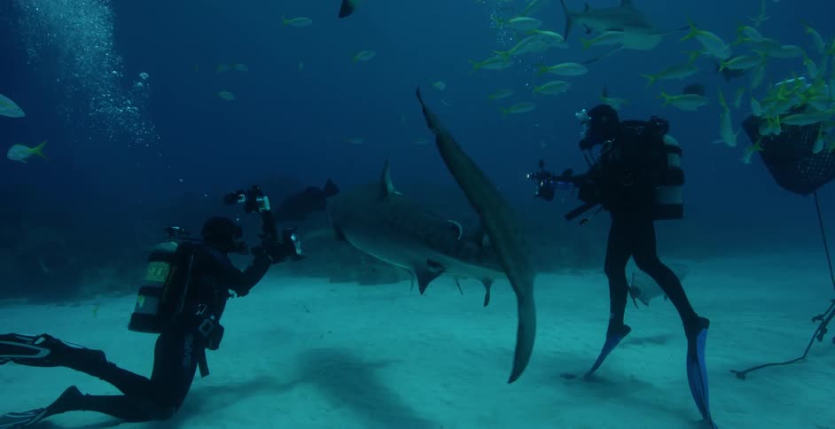 Underwater divers swim near sharks and fish