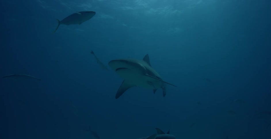 The dark waters have sharks and fish swimming in a circle