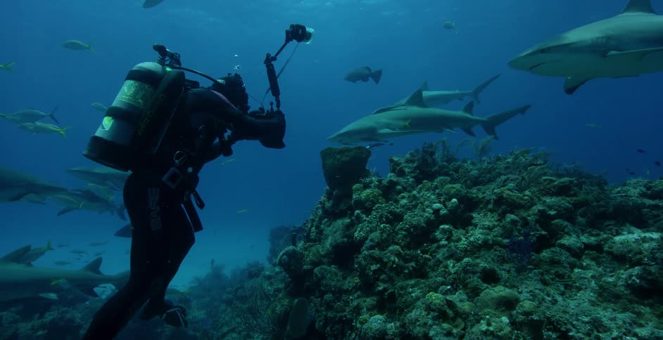 The scuba diver says just below the moving sharks and fish