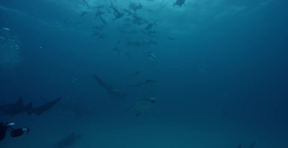 A shark swims as a school of fish move away