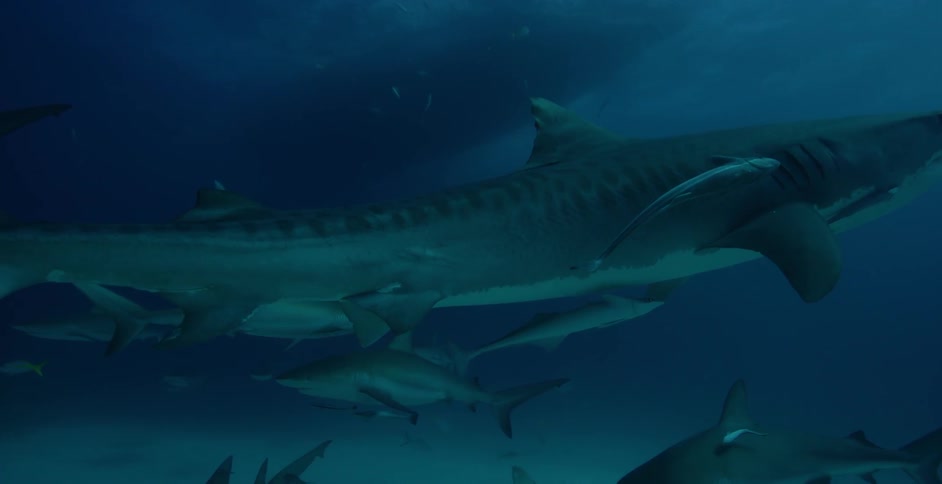 Fish follow sharks swimming in the ocean