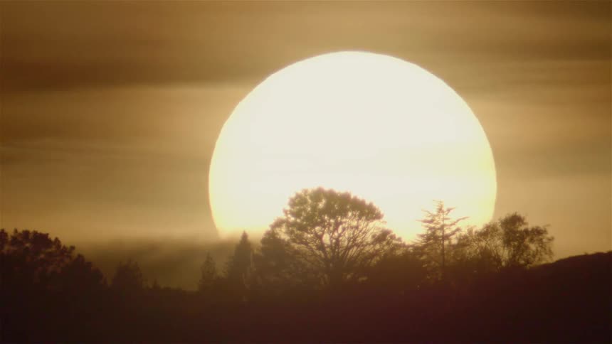 The sun is setting behind the tall trees