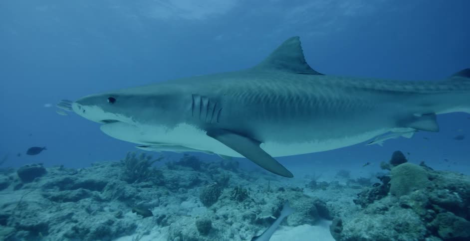 Sharks and fish swim in the ocean