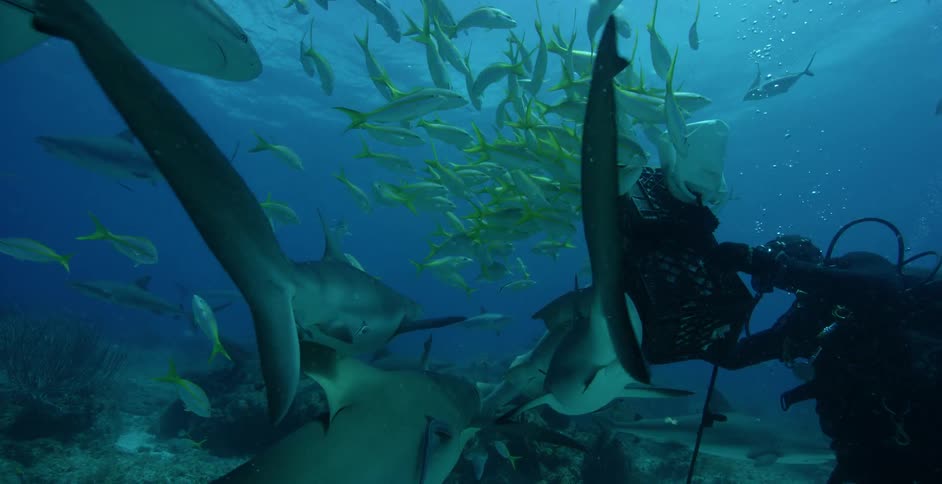 Sharks swim near large school of fish and diving equipment