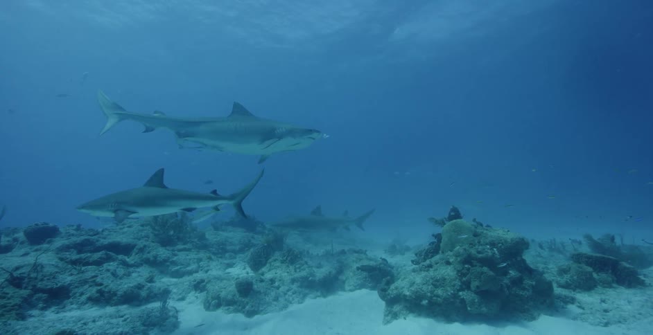 Sharks are swimming along the ocean floor during the day
