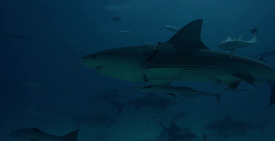 Shark swims near many fish near the ocean floor