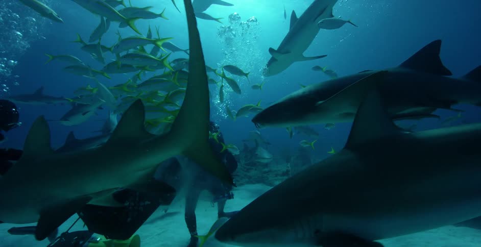 A diver is shaking a basket of food for the swimming fish