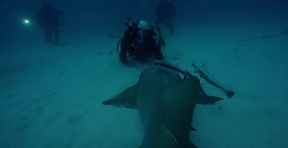 A diver pets a shark as other divers watch on