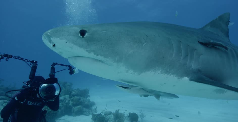 Sharks and fish swim near coral and an underwater diver